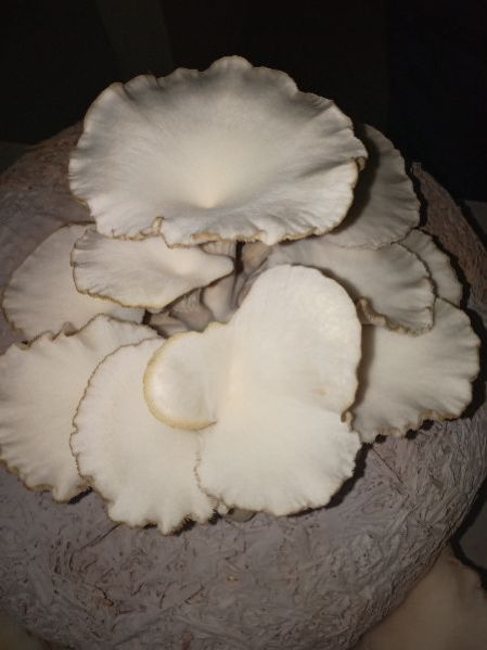 Oyster Mushroom 06