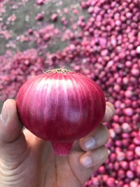 Fresh Red Onion 03