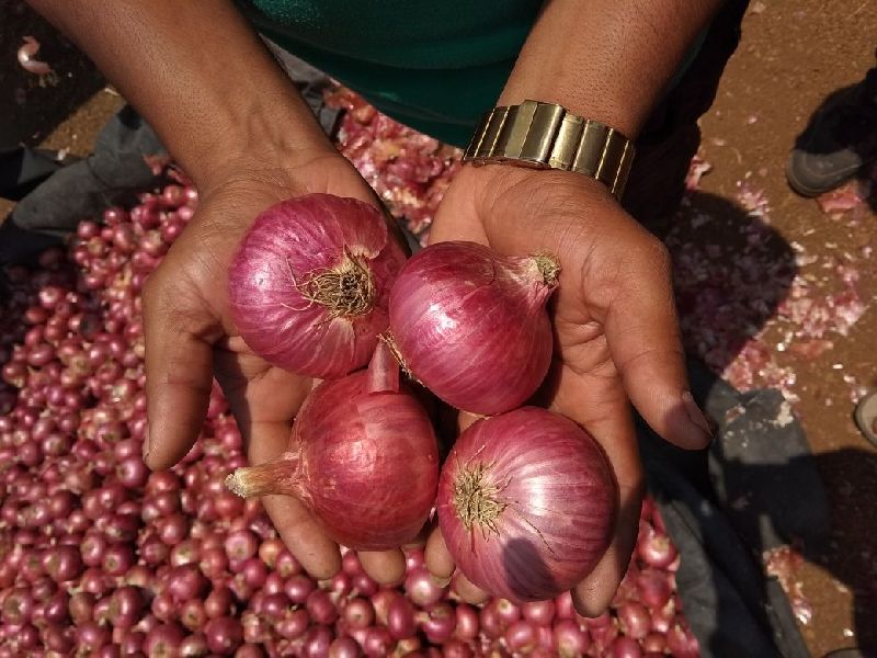 Fresh Red Onion 07