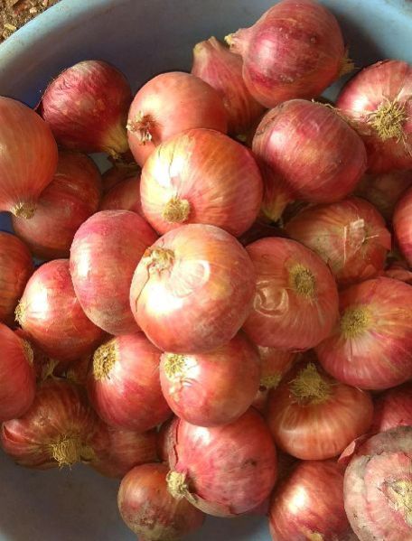 Fresh Red Onion 09