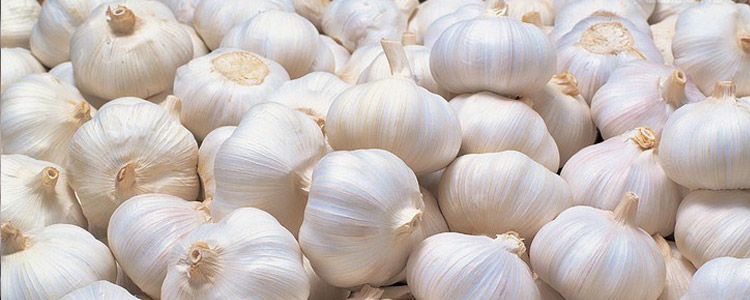 Fresh Garlic 03