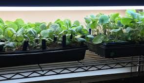 Plantation Services 02