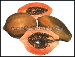 Red Lady Papaya Seeds 01