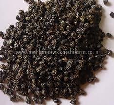 Red Lady Papaya Seeds 02