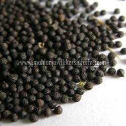 Red Lady Papaya Seeds 03
