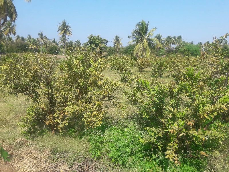 Agricultural Sand 03