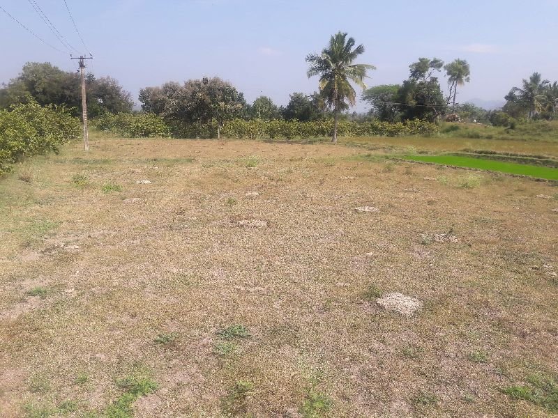 Agricultural Sand 06