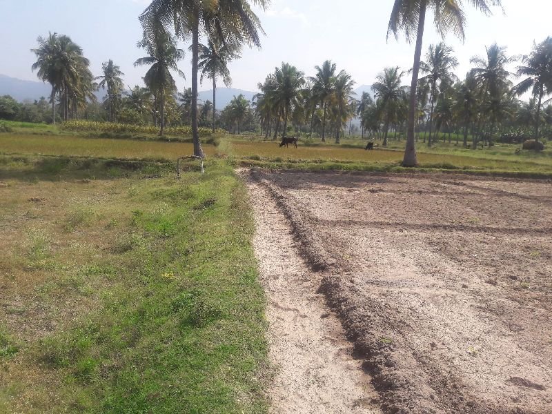 Agricultural Sand 07