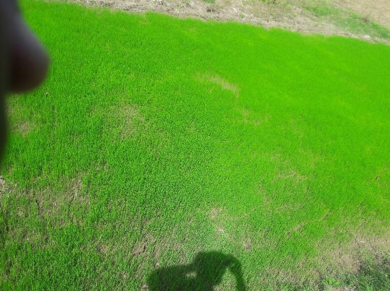 Agricultural Sand 09