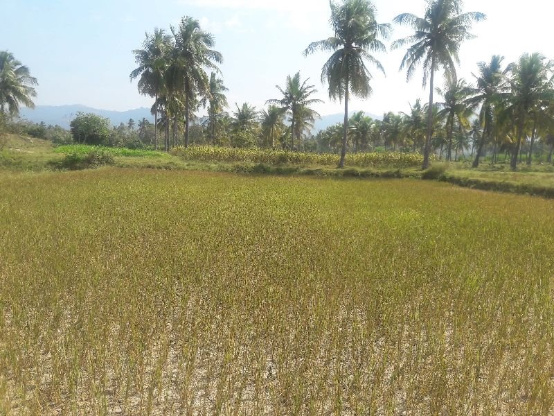 Agricultural Sand 10