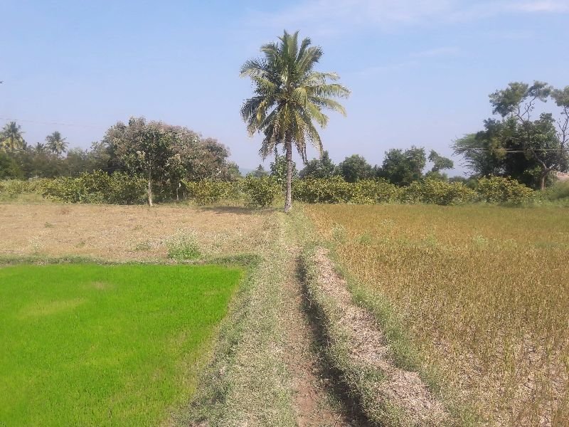 Agricultural Sand 11