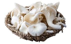 fresh Oyester Mushroom 01