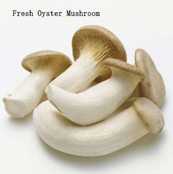 fresh Oyester Mushroom 02
