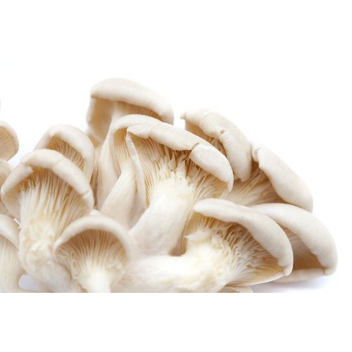 fresh Oyester Mushroom 03