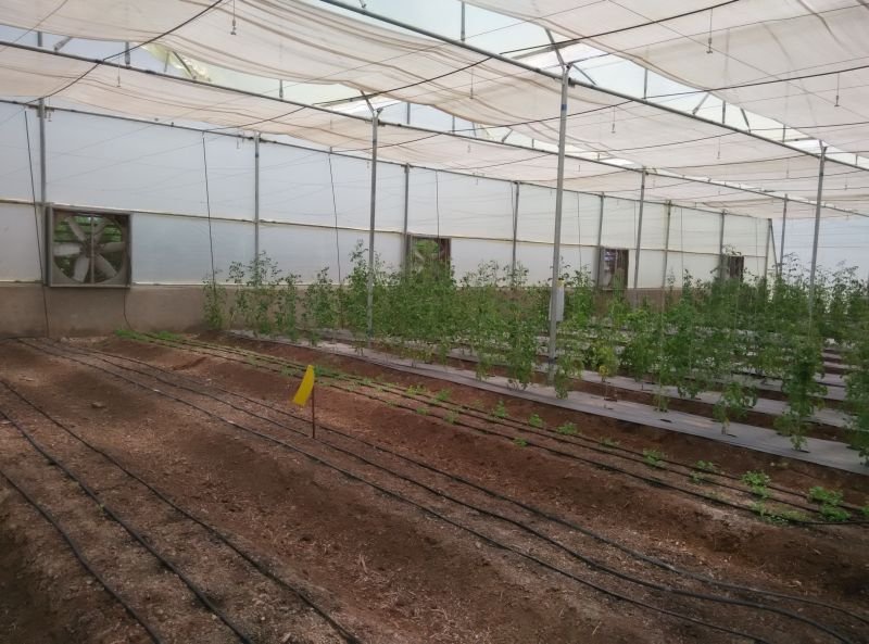 Fan-Pad Green House 04