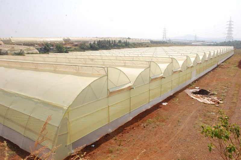 Naturally Ventilated Greenhouse 01