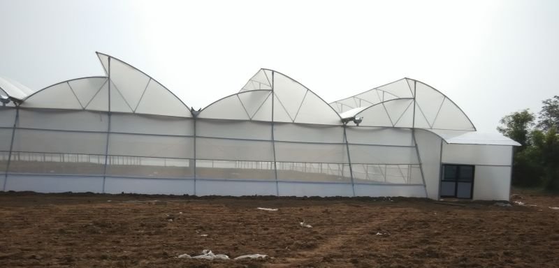 Naturally Ventilated Greenhouse 02