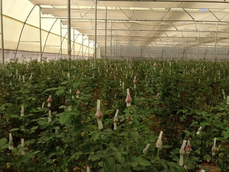 Naturally Ventilated Greenhouse 06