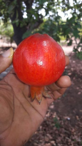 Pomegranate 01