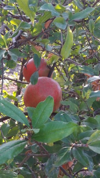 Pomegranate 02