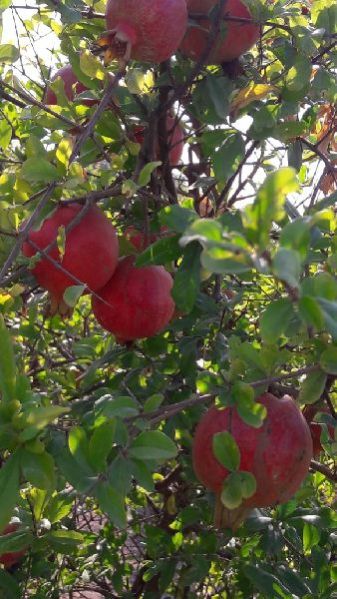 Pomegranate 03