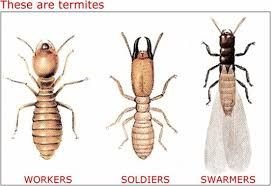 Anti Termite Control Treatment Services 01