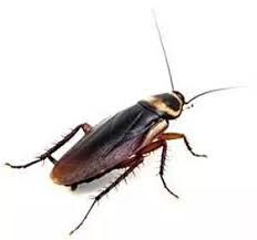 Cockroach Control Treatment Service 04