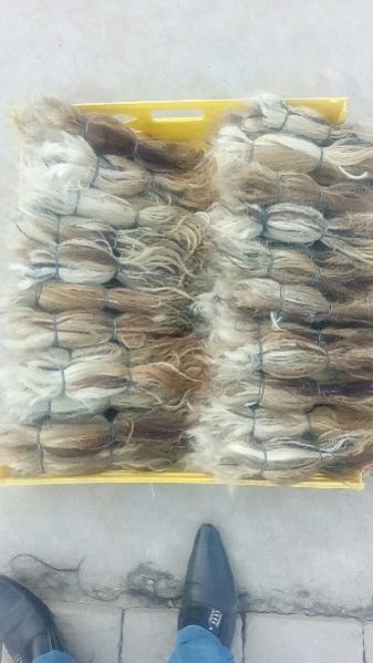 Buffalo Tail Hair 01