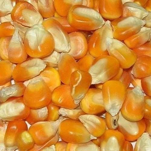 Natural Maize Seeds 01