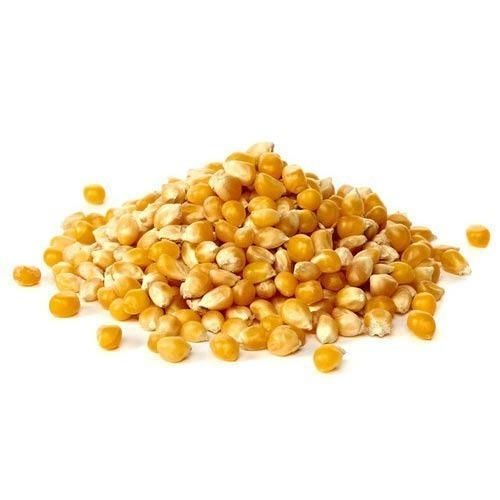 Natural Maize Seeds 02