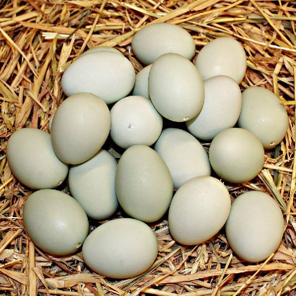 Duck Eggs 02