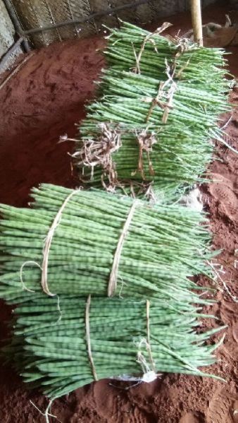 Fresh Cluster Beans 01