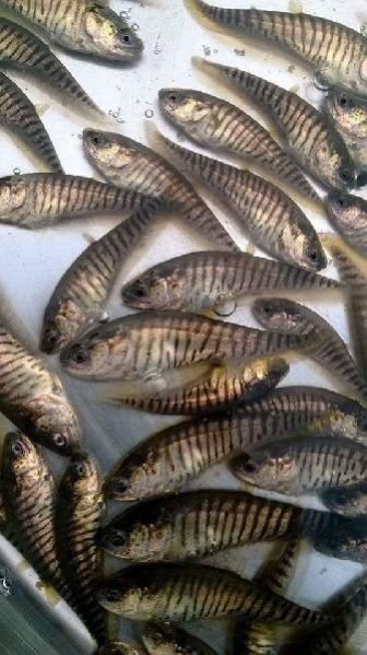 Chital Fish Seeds 01