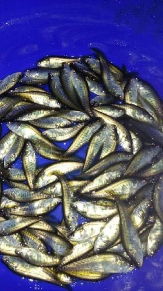 Chital Fish Seeds 02