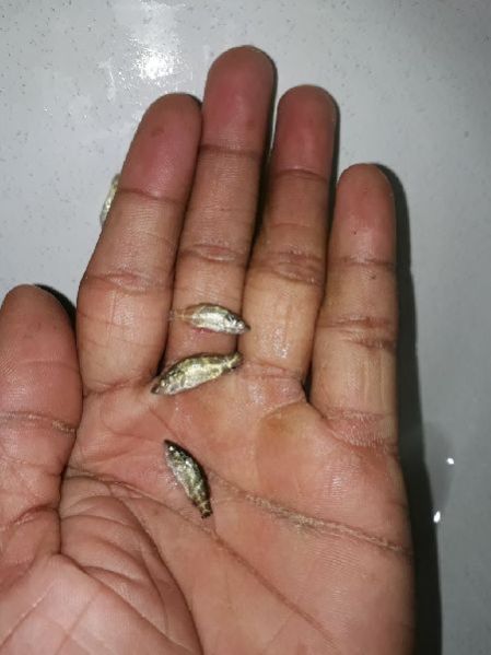 Sea Bass Fish Seeds 02