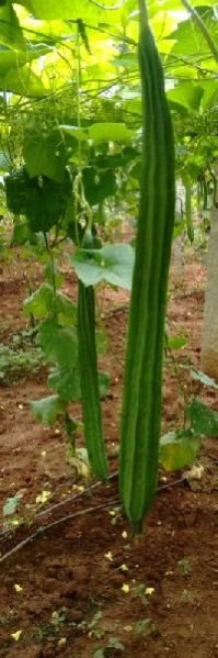 1-219 - Ridge Gourd Seeds
