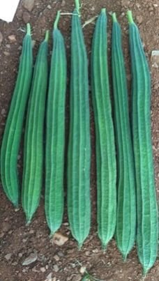1-220- Ridge Gourd Seeds