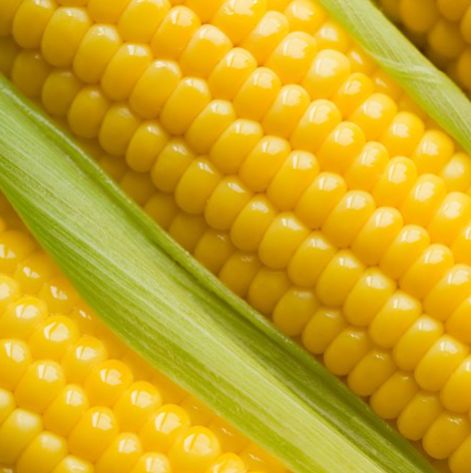 YELLOW MAIZE