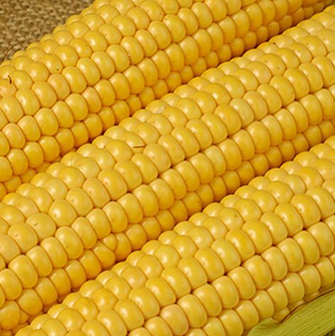 YELLOW MAIZE