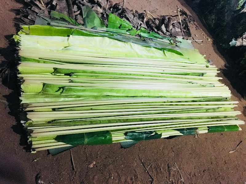 Organic Banana Leaf 03