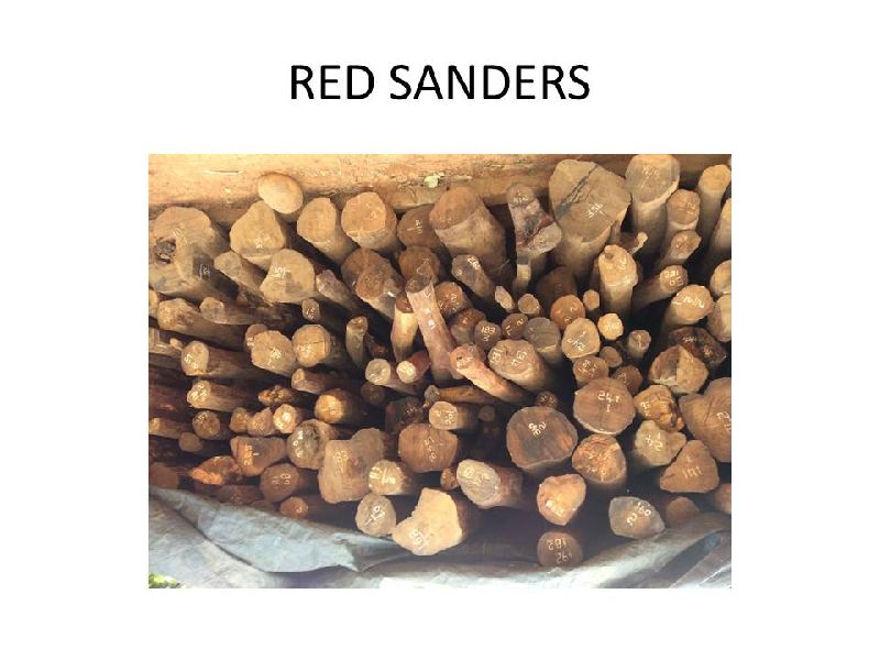 Red Sandalwood 02