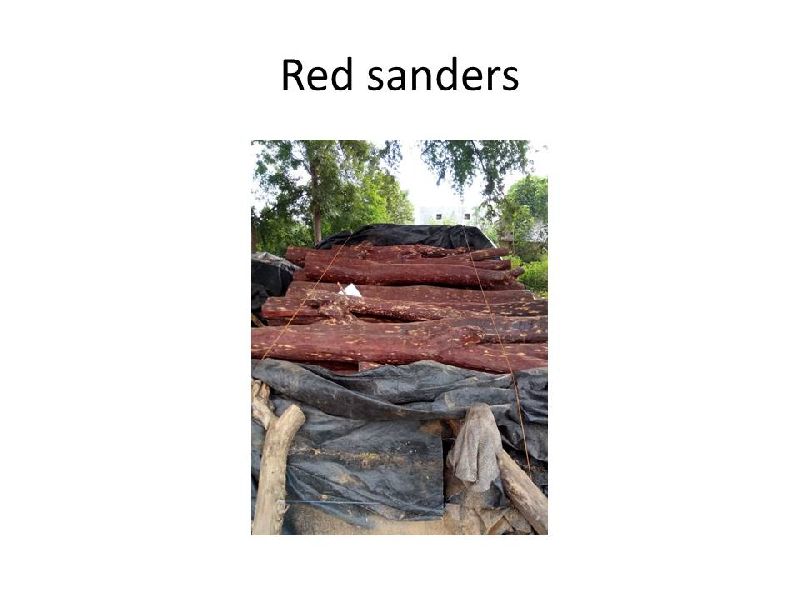 Red Sandalwood 04