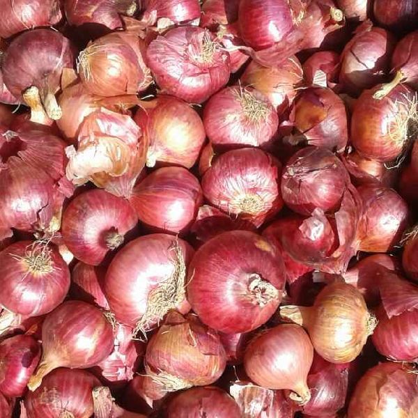 Fresh Red Onion 01