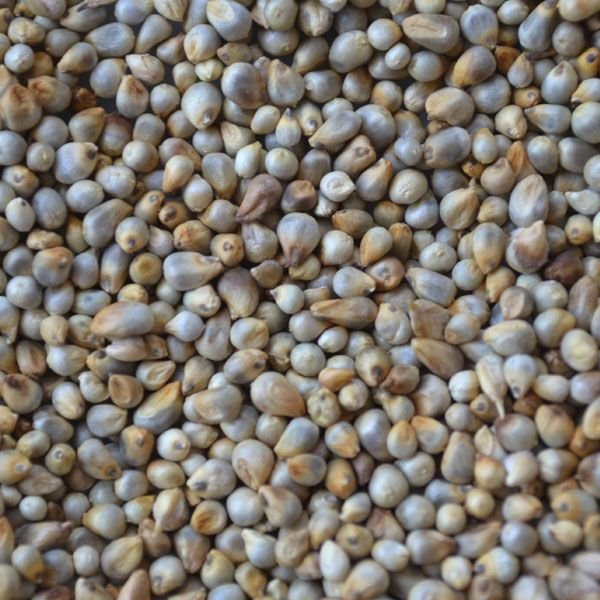 Pearl Millets