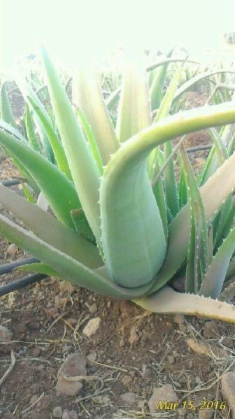 Aloe Vera Leaves 01