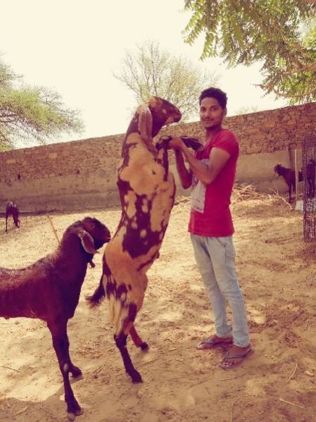 Sirohi Goat 01