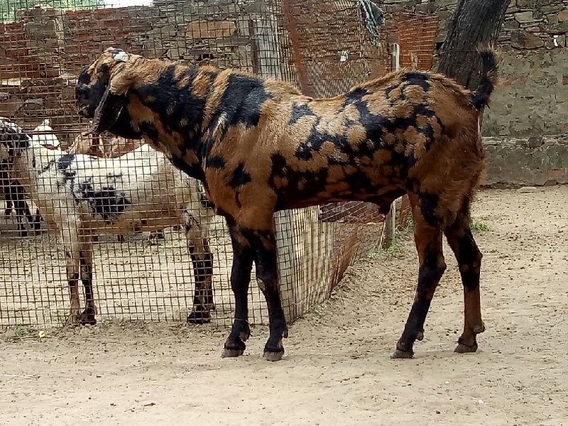 Sirohi Goat 02