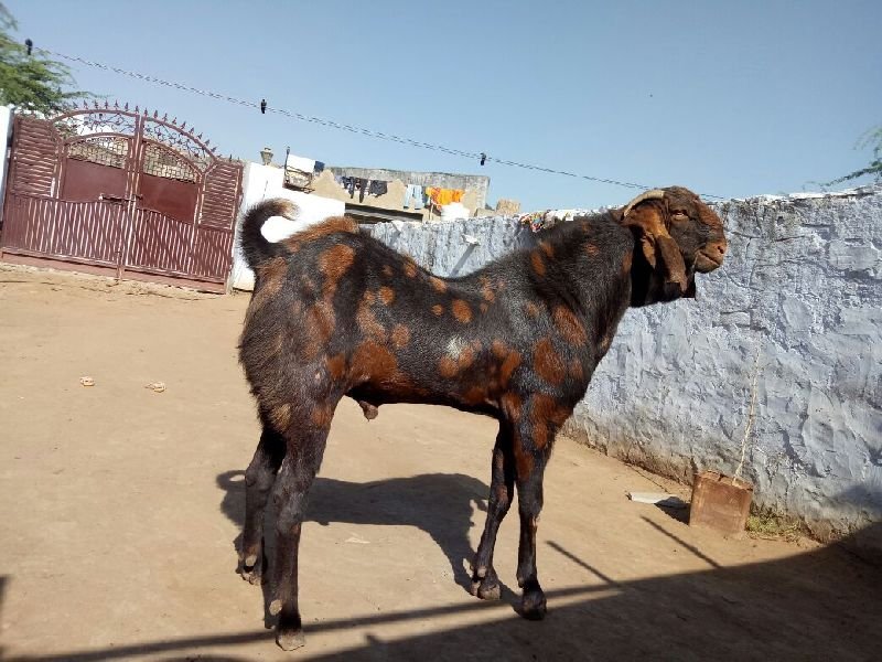 Sirohi Goat 03