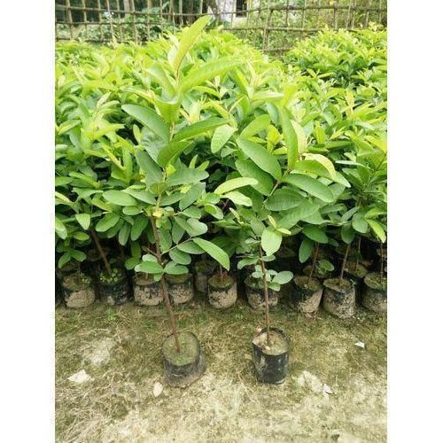 L 49 Guava Plant (15Rs/piece)