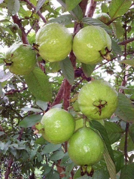 L 49 Guava Plant (16Rs/piece)